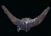 藏品(牛頭化石)的圖片